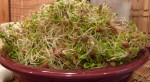 Sprouting Seed - Trail Greens